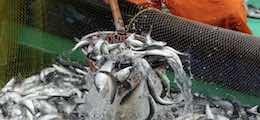 Китай потребовал права бесплатно ловить рыбу в российских морях