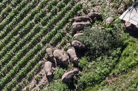 В КНР более 150 тыс. человек эвакуировали из-за стада слонов